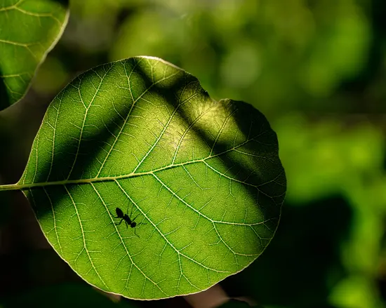 Carbon dioxide CO2